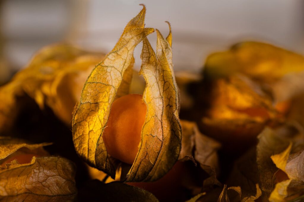 El Aguaymanto peruano o fruta nativa de los incas. Alimentos clave para subir las defensas.